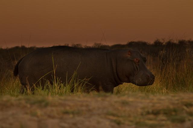 040 Chobe NP, nijlpaard.jpg